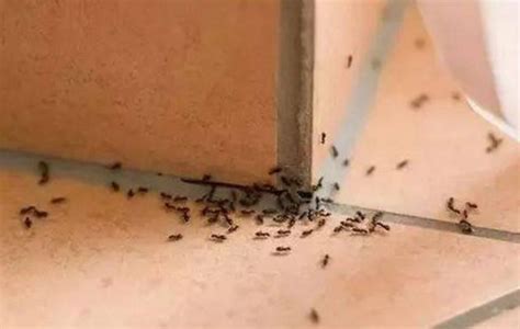 家裏螞蟻很多